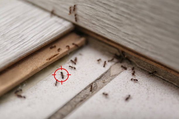Best Spider Control Near Me  in Algona, IA