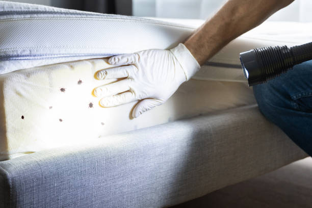 Best Pest Removal Services  in Algona, IA