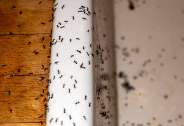 Best Emergency Pest Control  in Algona, IA