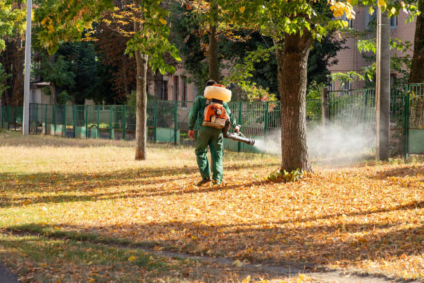 Best Termite Control Services  in Algona, IA